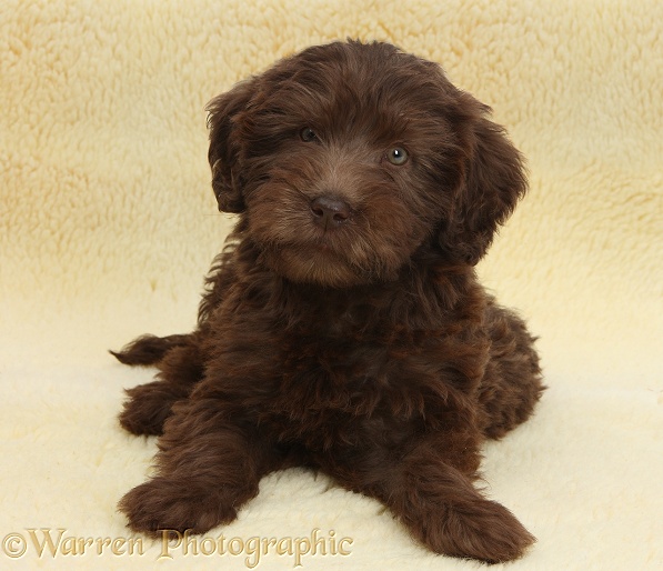 Chocolate Labradoodle puppy, 9 weeks old, lying with head up