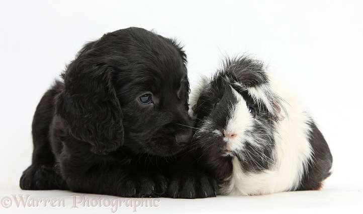 Black Cocker Spaniel puppy and black-and-white Guinea pig, white background