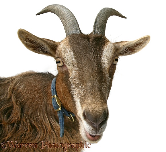 Pygmy x Toggenburg goat, white background