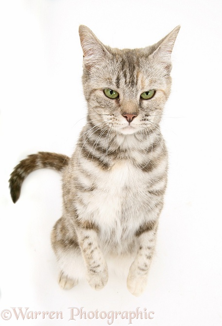 Tabby cat, Cynthia, rearing up and looking up with a mean expression, white background