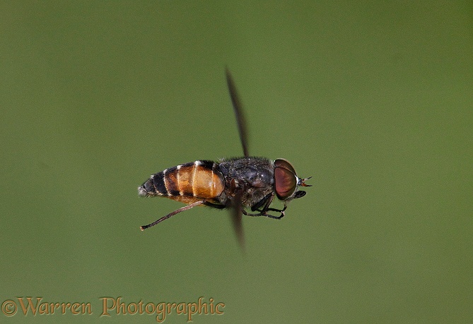 Horsefly (Hybomitra distinguenda) male hovering on the lookout for females