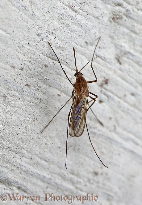 Mosquito (Culex pipiens) female hibernating on a cellar wall