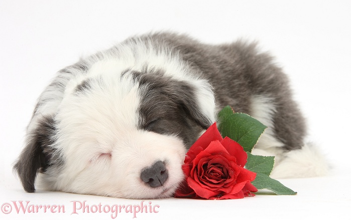 Cute sleeping blue-and-white Border Collie puppy with red rose, white background