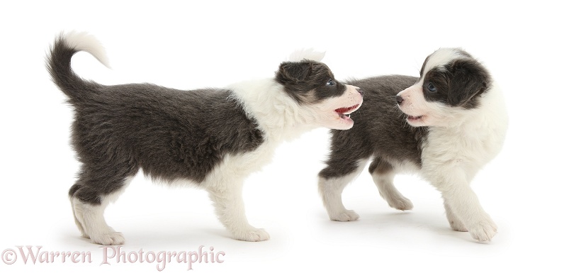 Two blue-and-white Border Collie pups arguing, white background