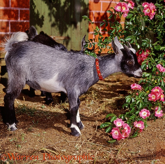 Pygmy goat kid, 15 weeks old, smelling roses