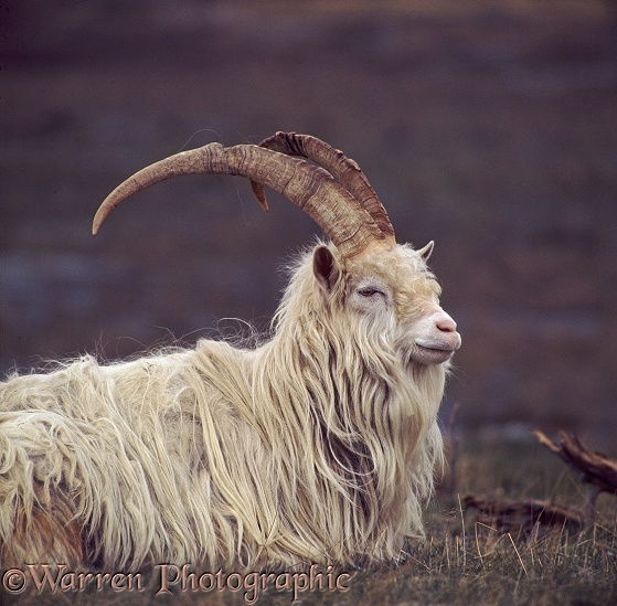 Feral billy goat