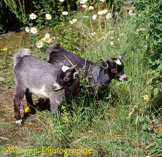Pygmy goat kid, 14 weeks old