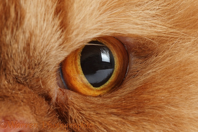 Eye of ginger Persian male cat, Jeffrey, 1 year old, white background