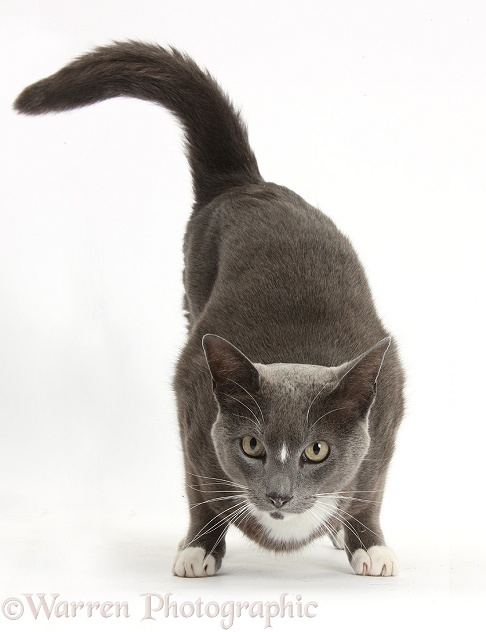 Blue-and-white Burmese-cross male cat, Levi, crouching and lashing his tail, white background