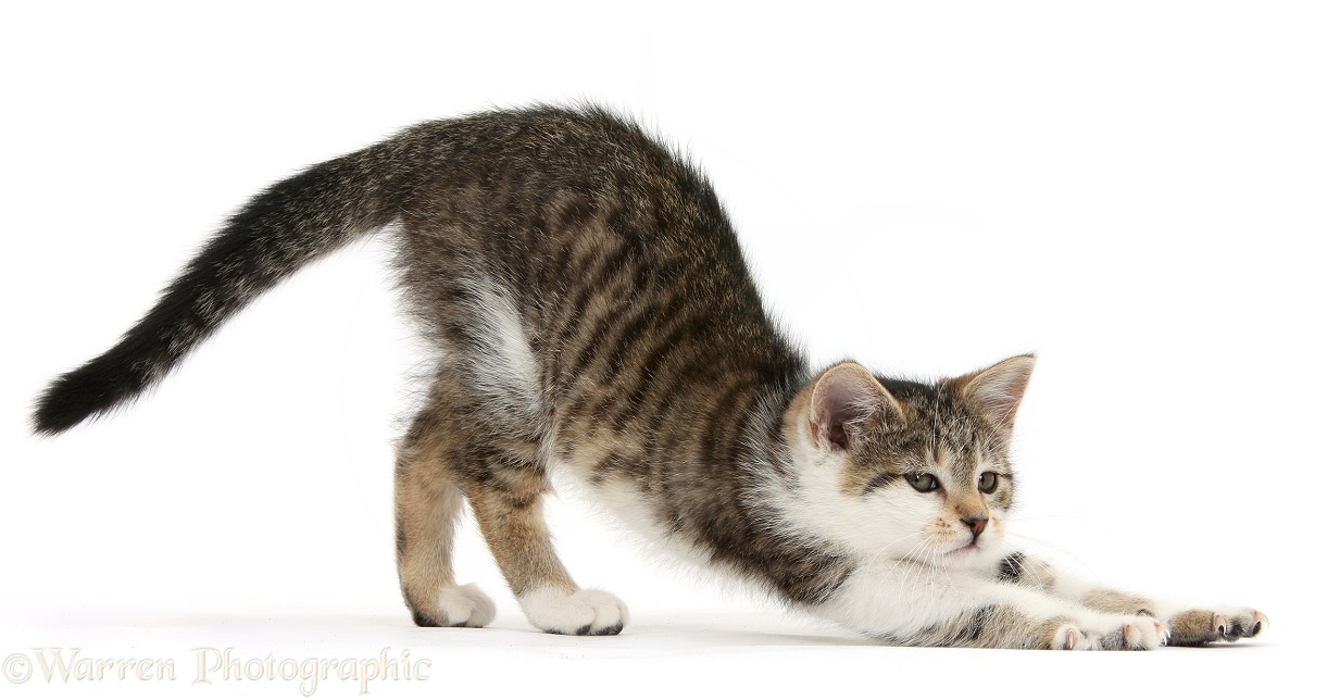 Tabby-and-white kitten stretching, white background