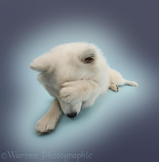 White Japanese Spitz dog, Sushi, 6 months old, hiding face in shame on blue background