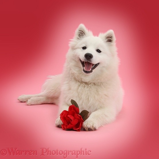 White Japanese Spitz dog, Sushi, 6 months old, holding a red rose on pink background
