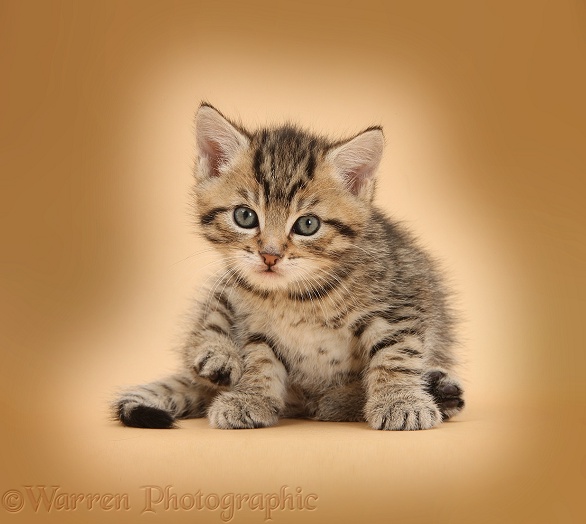 Cute tabby kitten, Stanley, 5 weeks old, on beige background