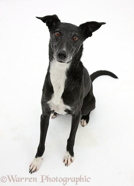 Lurcher sitting and looking up, white background