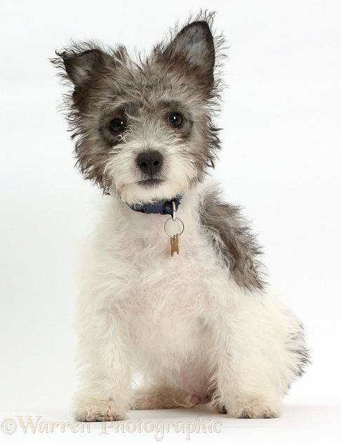 Jack Russell x Westie pup, Mojo, 12 weeks old, sitting, white background