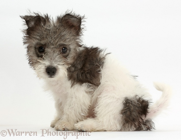 Jack Russell x Westie pup, Mojo, 12 weeks old, looking round over his shoulder, white background