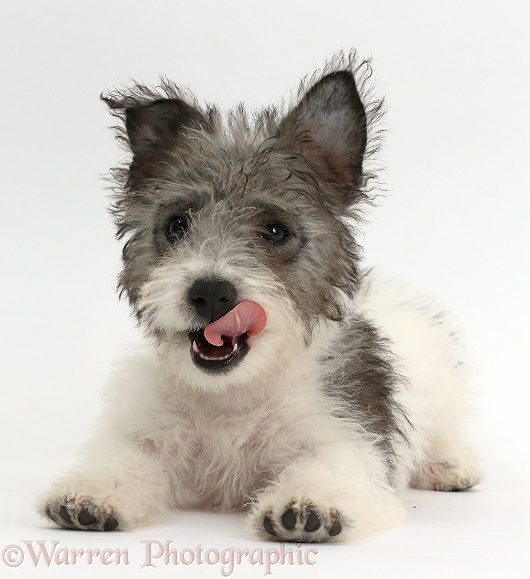 Jack Russell x Westie pup, Mojo, 12 weeks old, lying with head up and licking his lips, white background