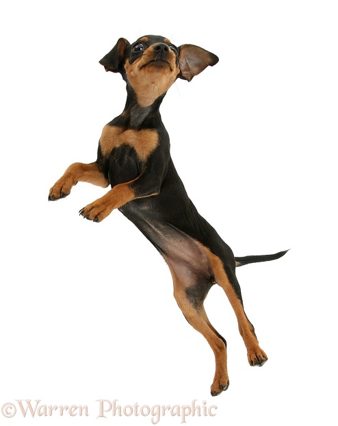 Miniature Pinscher puppy, Orla, dancing, white background