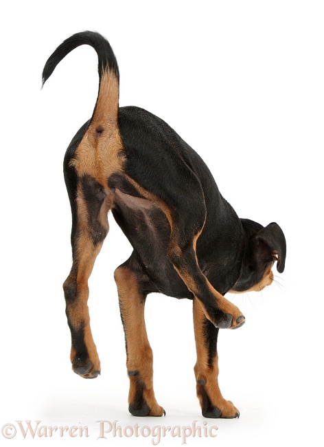 Miniature Pinscher puppy, Orla, showing rear, white background