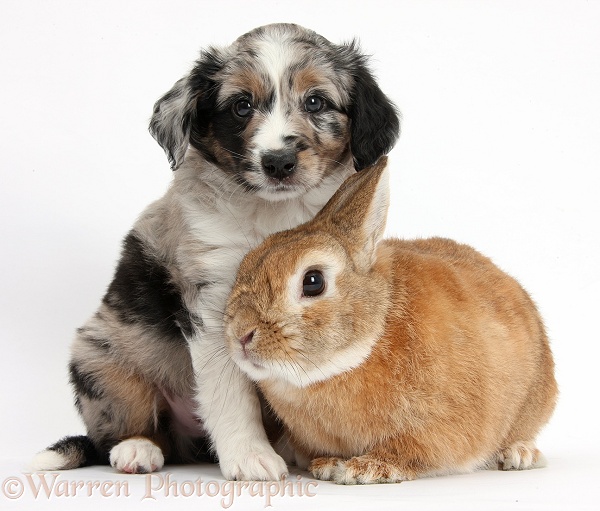 Merle Miniature American Shepherd puppy, 6 weeks old, and Netherland Dwarf-cross rabbit, Peter, white background