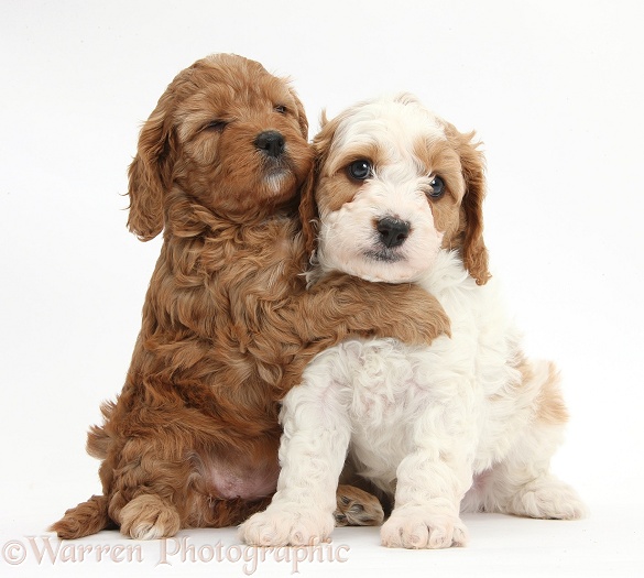 Cute red and red-and-white Cavapoo puppies, 5 weeks old, hugging, white background