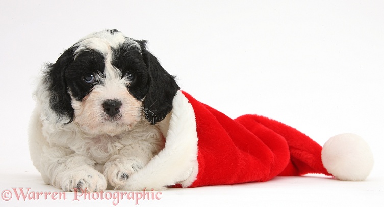 Cute black-and-white Cavapoo puppy, 6 weeks old, in a Father Christmas hat, white background