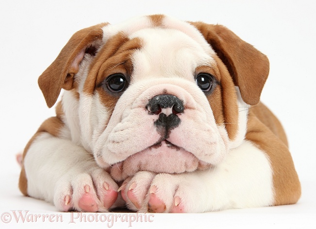 Bulldog puppy with chin on paws, white background