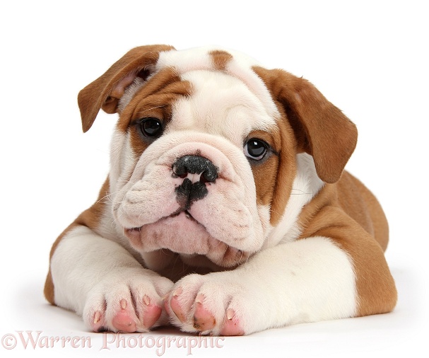 Bulldog puppy lying with head up, white background