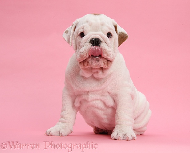 Mostly white Bulldog puppy, sitting and licking lips on pink background