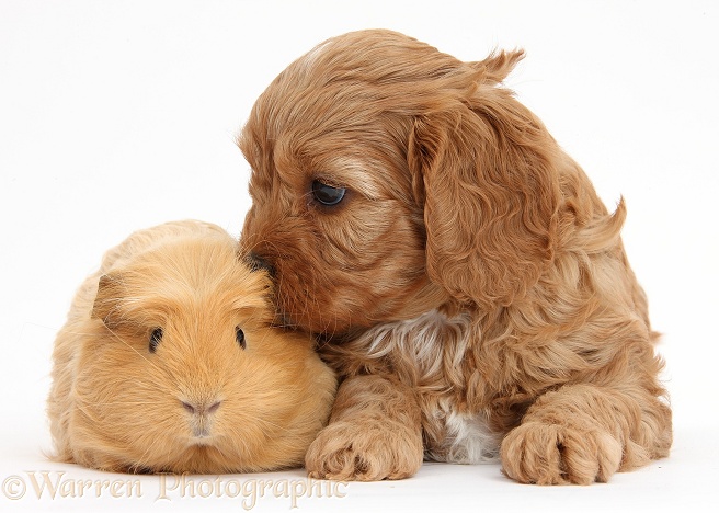 Cute red Cavapoo puppy, 5 weeks old, with  a ginger Guinea pig, white background