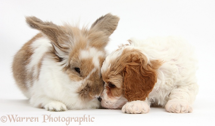 Cute red-and-white Cavapoo puppy, 5 weeks old, nose-to-nose with sandy-and-white rabbit, white background