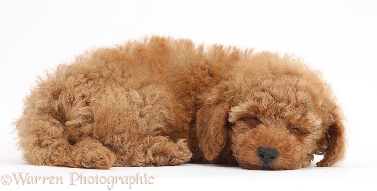 Two cute red Toy Poodle puppy, 8 weeks old, sleeping, white background