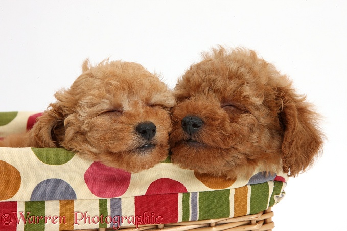 Two cute red Toy Poodle puppies, 8 weeks old, sleeping in a basket, white background