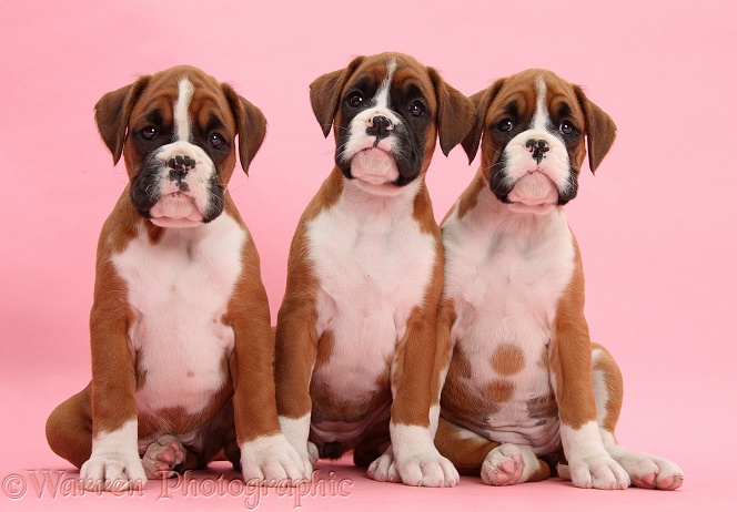 Three Boxer puppies, 8 weeks old, on pink background