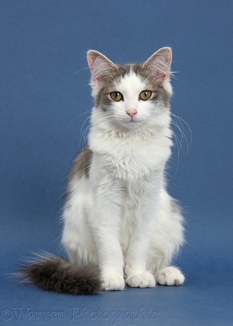 Grey-and-white female cat, Dottie, 5 months old, on blue background