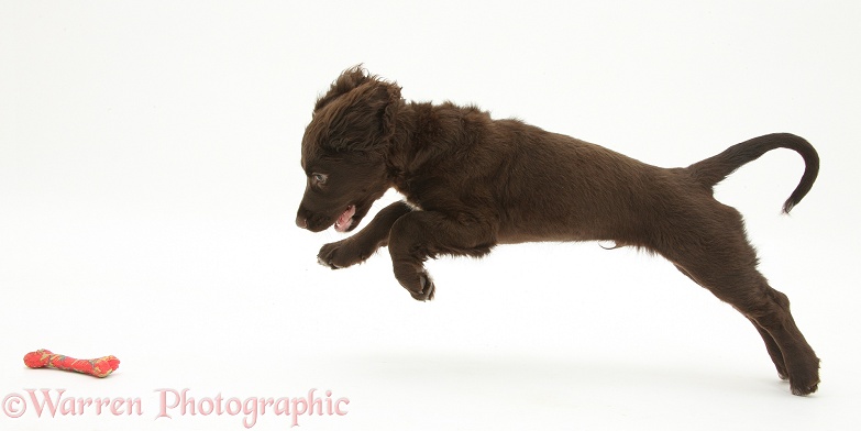 Chocolate Cocker Spaniel puppy pouncing on a toy, white background