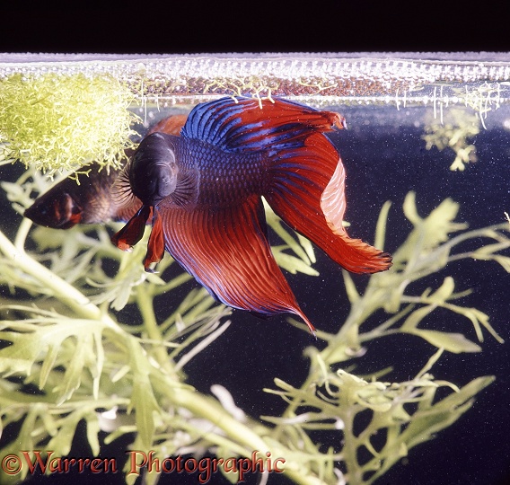Siamese Fighting Fish (Betta splendens) male displaying to a female under his bubble nest.  Malaysia and Thailand