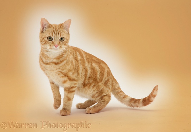 Young red tabby cat, Benedict, 7 months old, on orange background