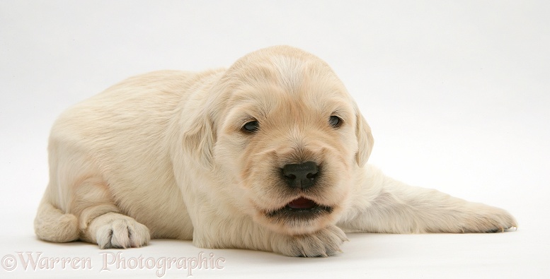 Cute baby Golden Retriever puppy, white background