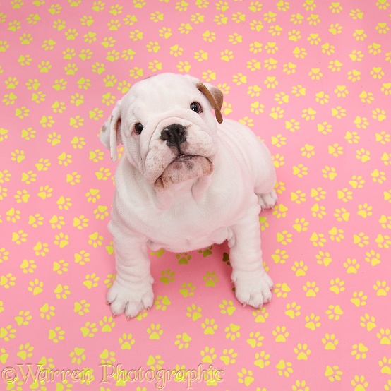 Mostly white Bulldog puppy, sitting and looking up on pink yellow pawprint background