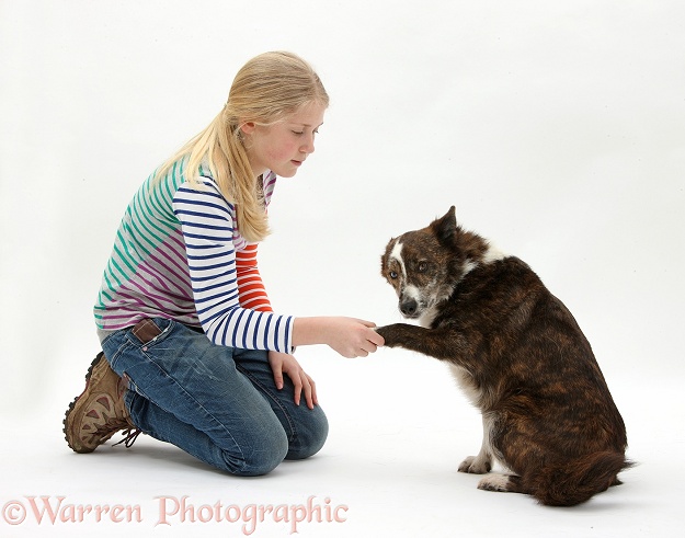 Siena shaking hands with mongrel dog, Brec, white background