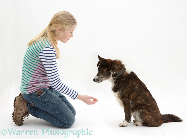 Siena offering to shake hands with mongrel dog, Brec, white background