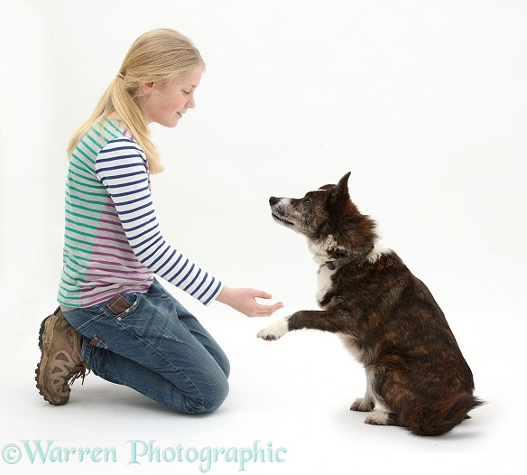 Siena offering to shake hands with mongrel dog, Brec, white background