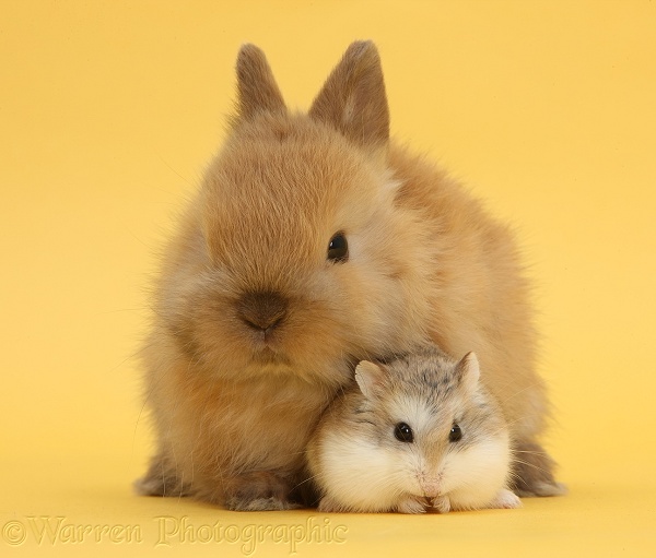 Roborovski Hamster (Phodopus roborovskii) with cute baby Netherland Dwarf rabbit on yellow background