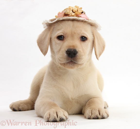 Yellow Labrador Retriever pup, 7 weeks old, wearing a straw hat, white background