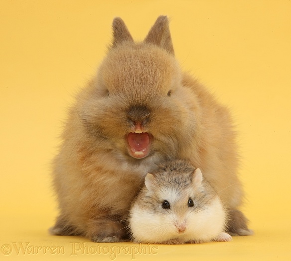 Roborovski Hamster (Phodopus roborovskii) with cute baby Netherland Dwarf rabbit yawning on yellow background