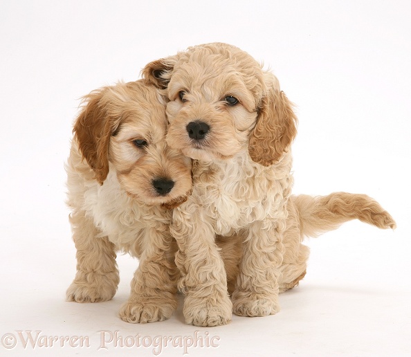 Playful American Cockapoo puppies, white background