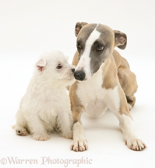 Whippet and cute Westie puppy nose-to-nose, white background