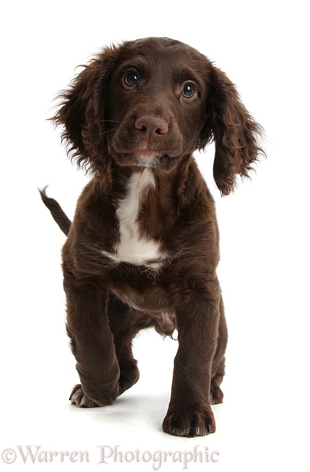 Chocolate Cocker Spaniel puppy, standing with a raised paw, white background