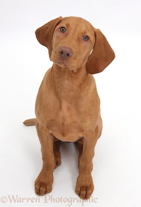 Hungarian Vizsla puppy, 13 weeks old, sitting and looking up, white background